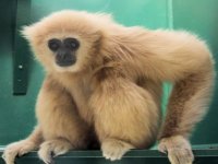 Welsh Mountain Zoo, prices and reservations 2023